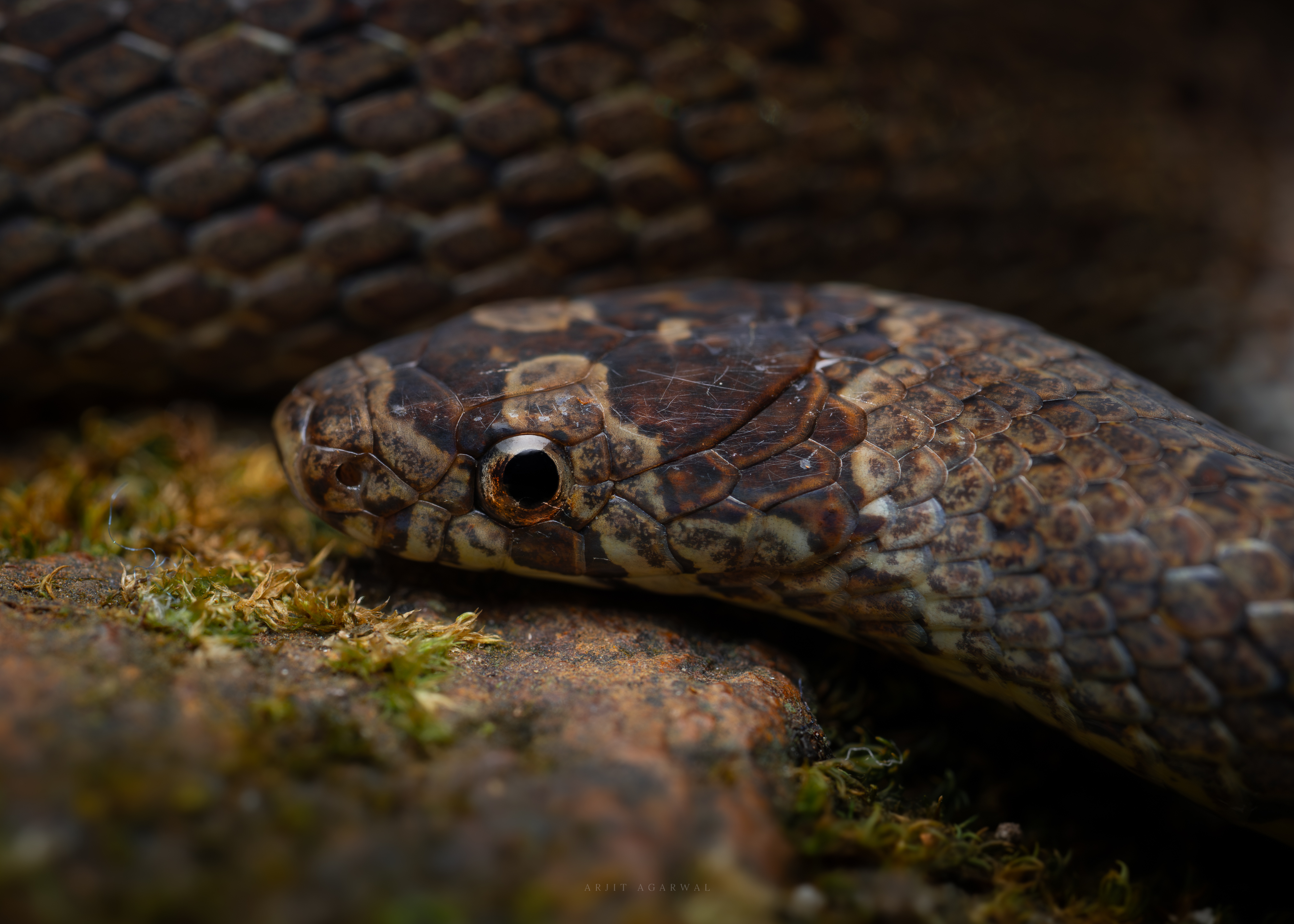 Cat snake, brown patterned head in profile on mossy rock, Western Ghats