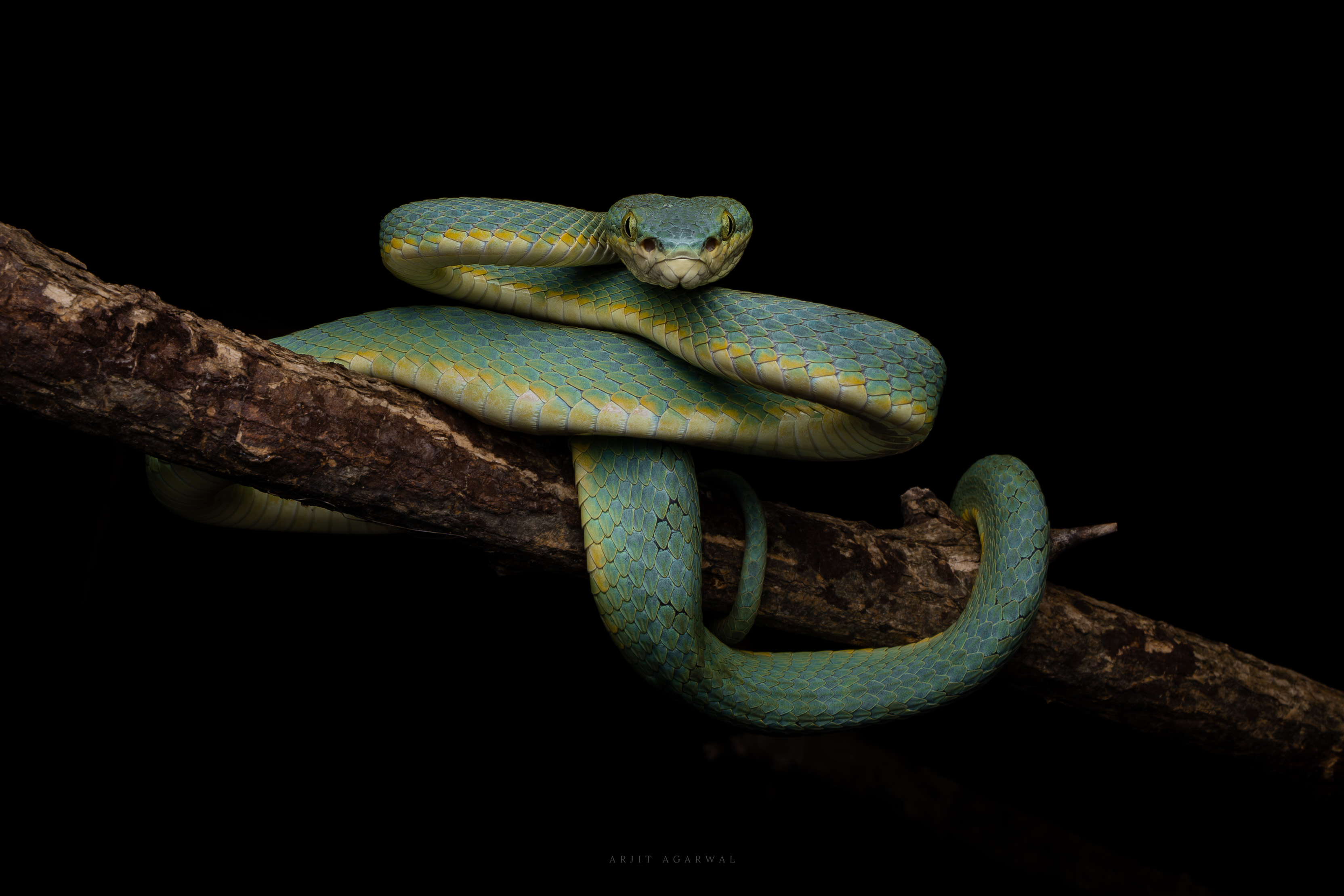 Bamboo pit viper, blue-green, coiled on a branch against darkness, Western Ghats