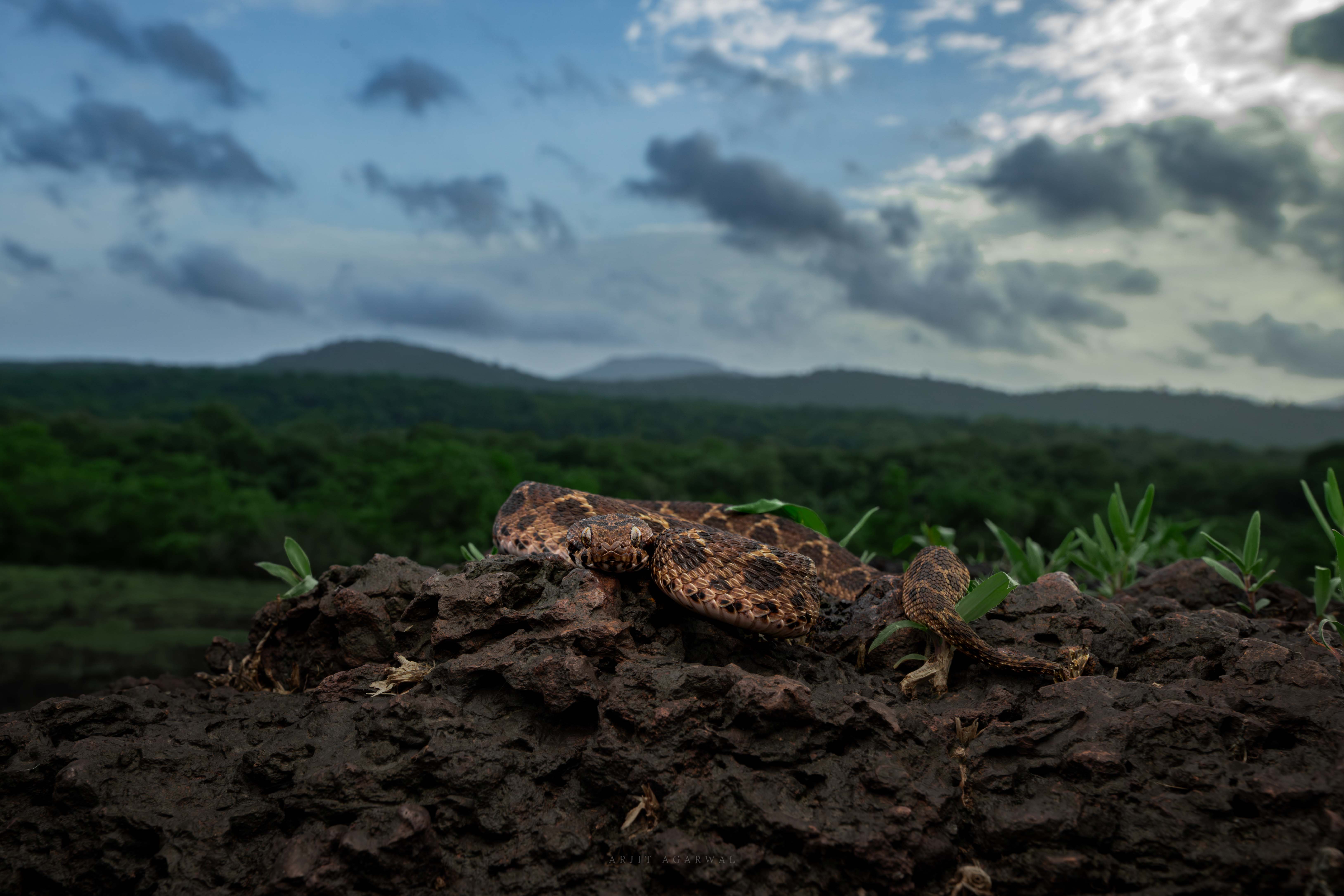 Viper on a forest mound with green hills and a clouded sky beyond, Western Ghats