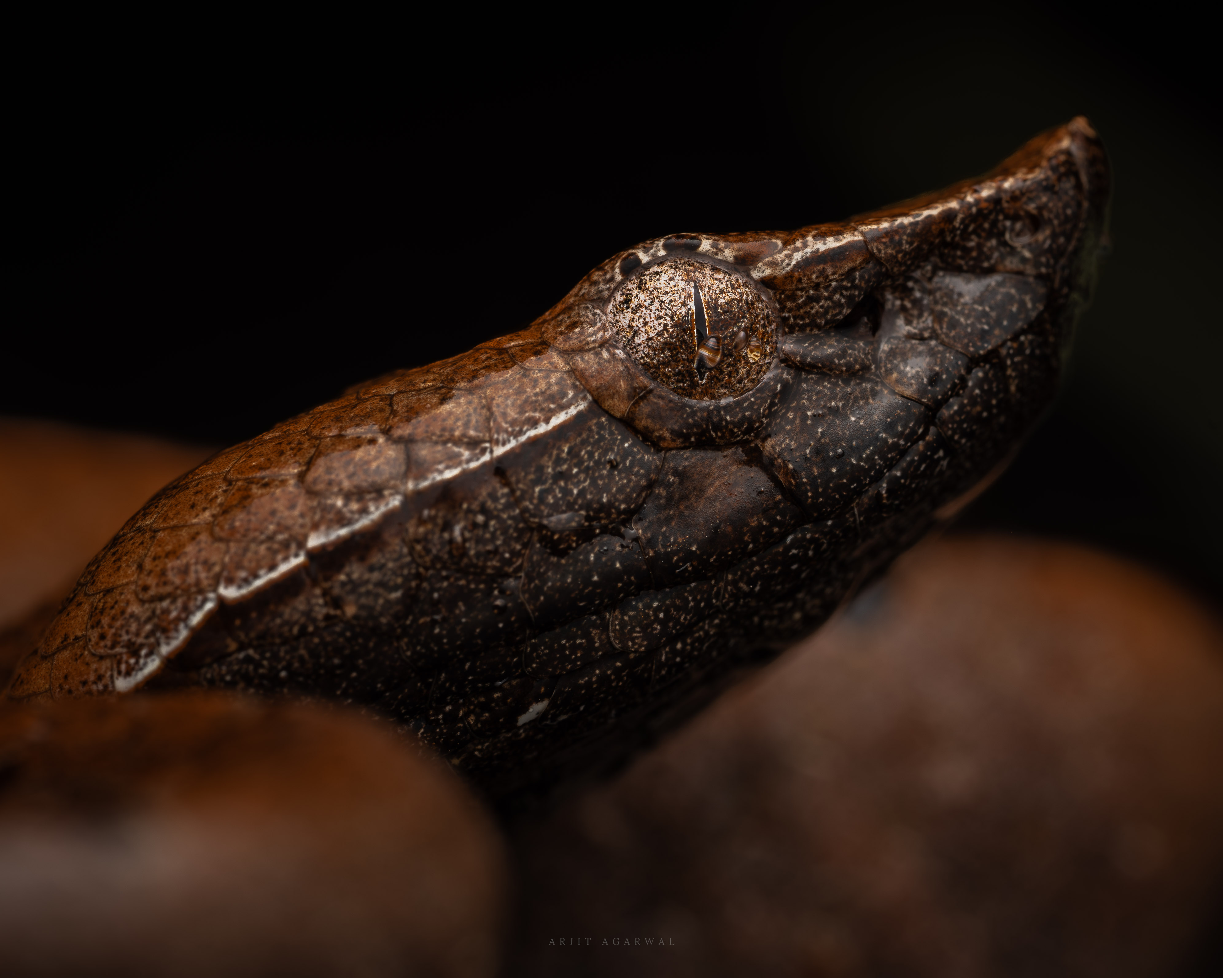 Hump-nosed pit viper head with upturned snout resting on a wet rock, Western Ghats