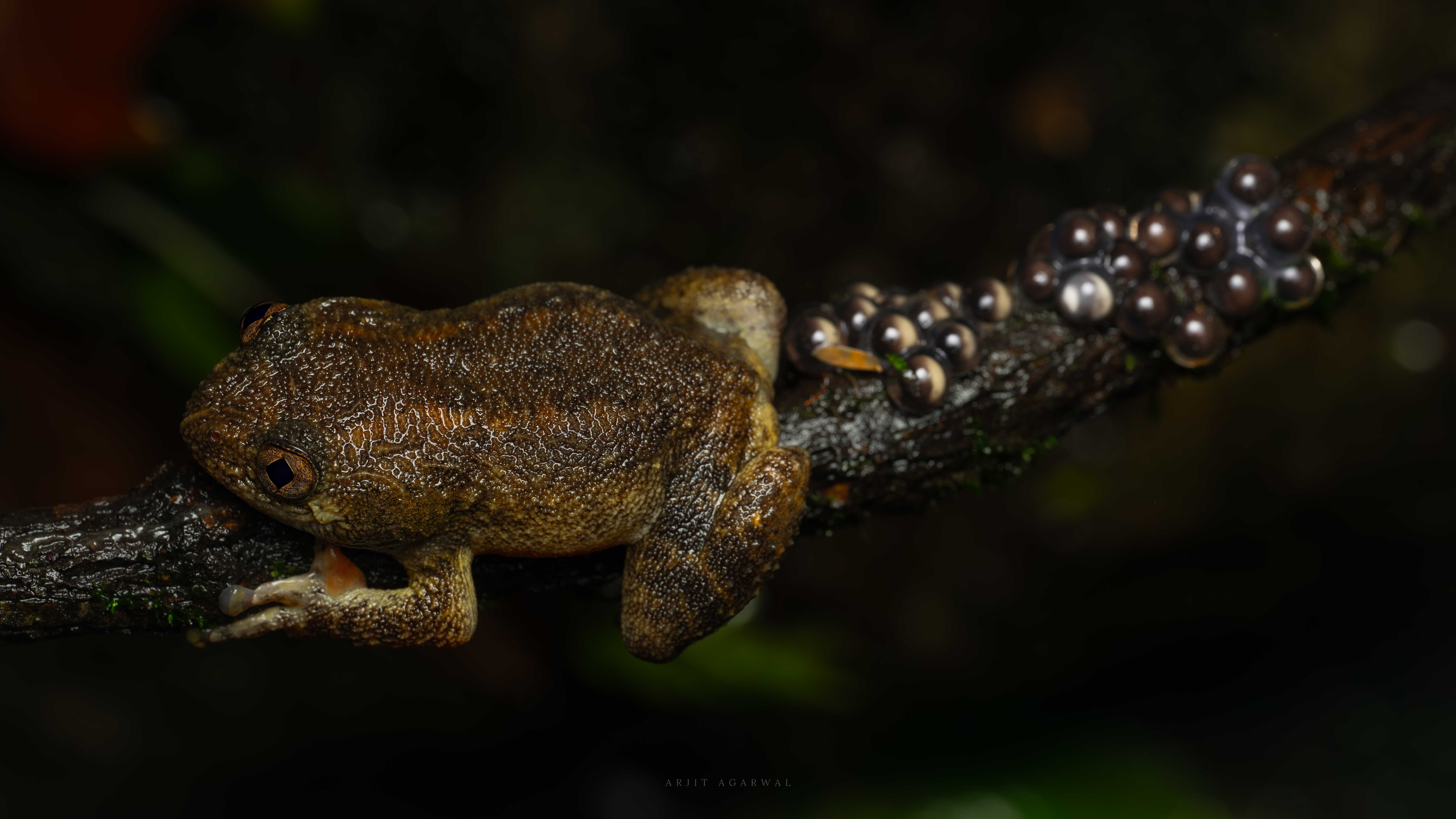 Bush frog guarding a cluster of eggs on a branch, Western Ghats