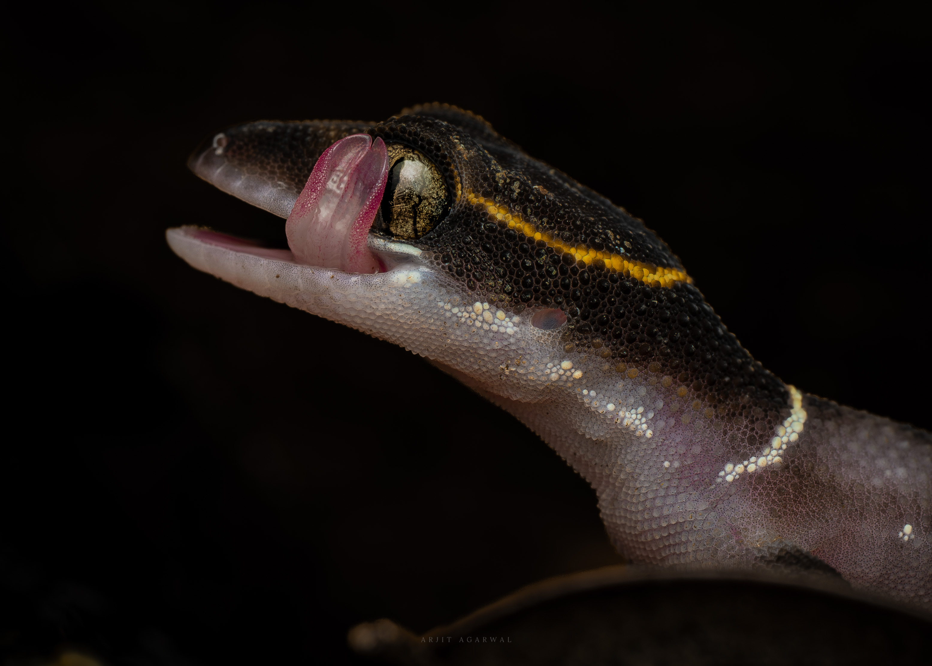Gecko licking its eye with open mouth, pale banded body, Western Ghats