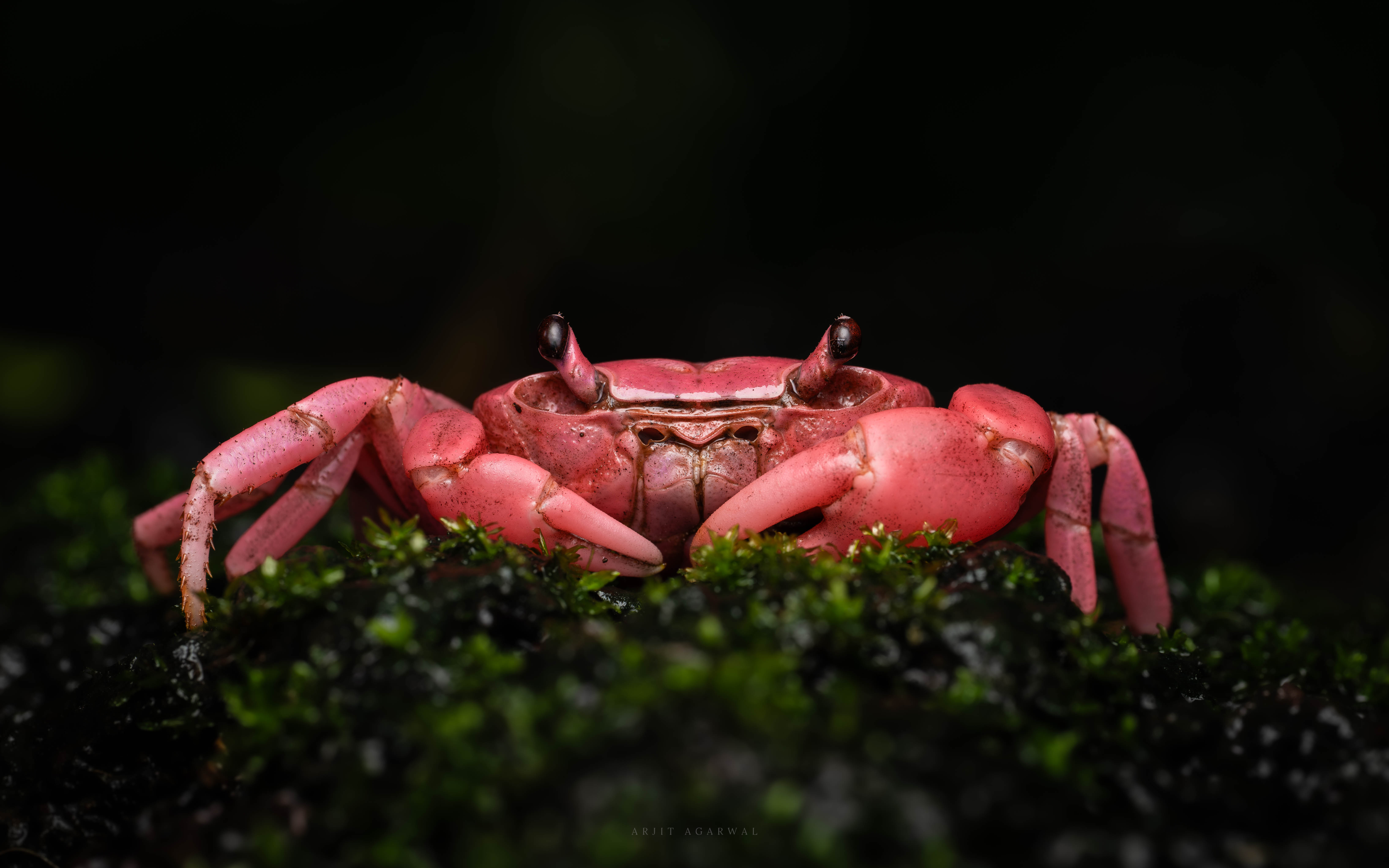 Bright pink freshwater crab on green moss, Western Ghats