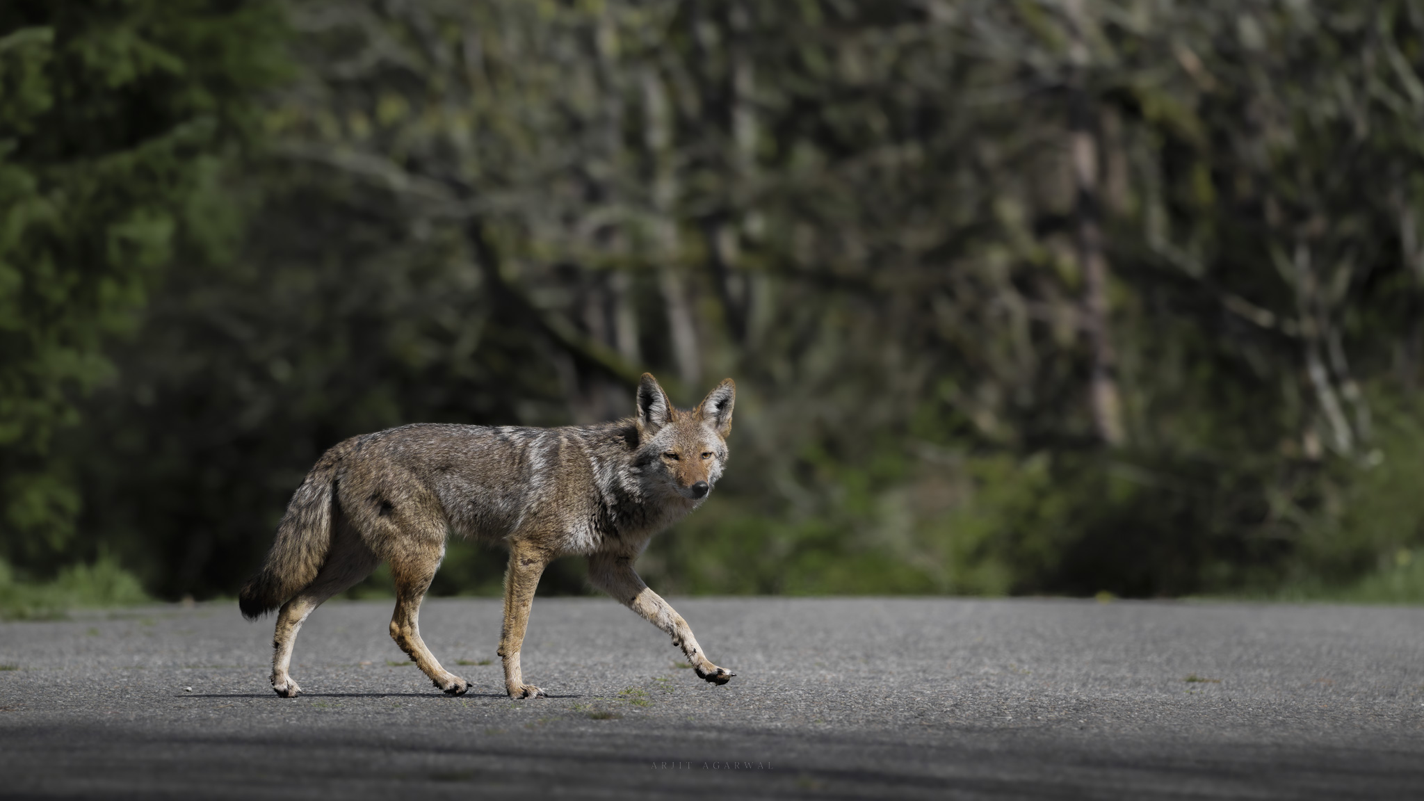 Coyote crossing an open paved clearing with a dark green forest behind, Pacific Northwest