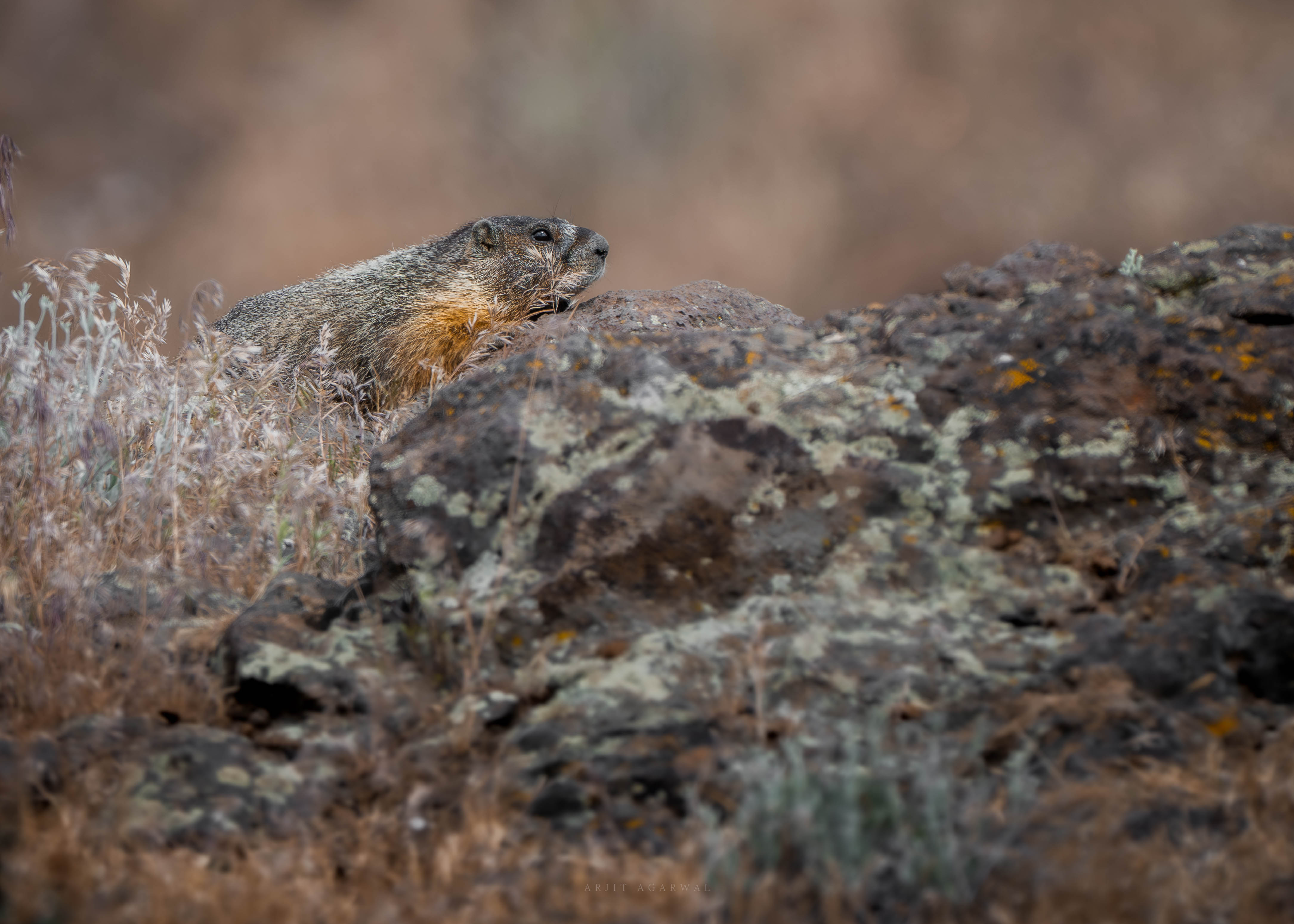 Yellow-bellied marmot resting on a lichen-covered basalt rock among dry grasses, Pacific Northwest