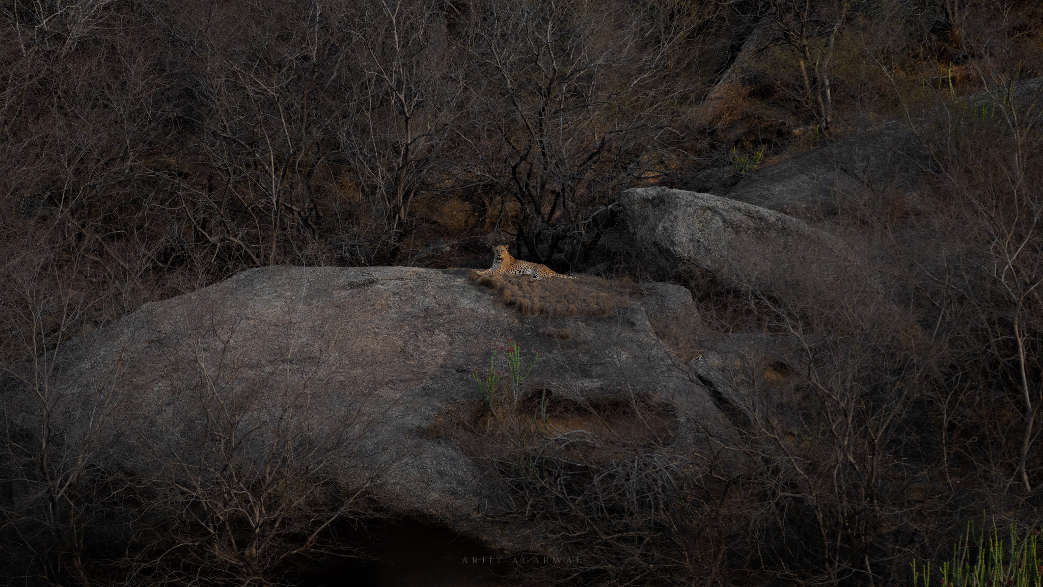 Leopard resting on a granite boulder among bare trees at dusk, Jawai Hills