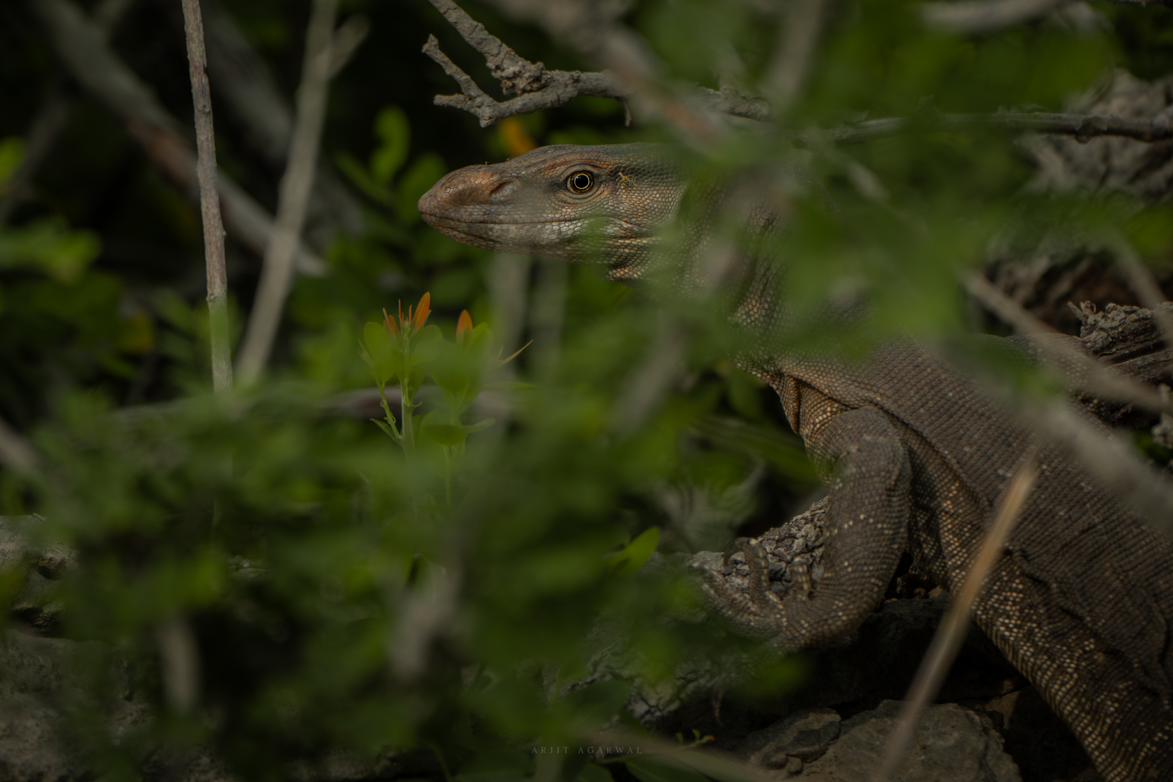 Bengal monitor lizard peering through green foliage, Jawai Hills, India