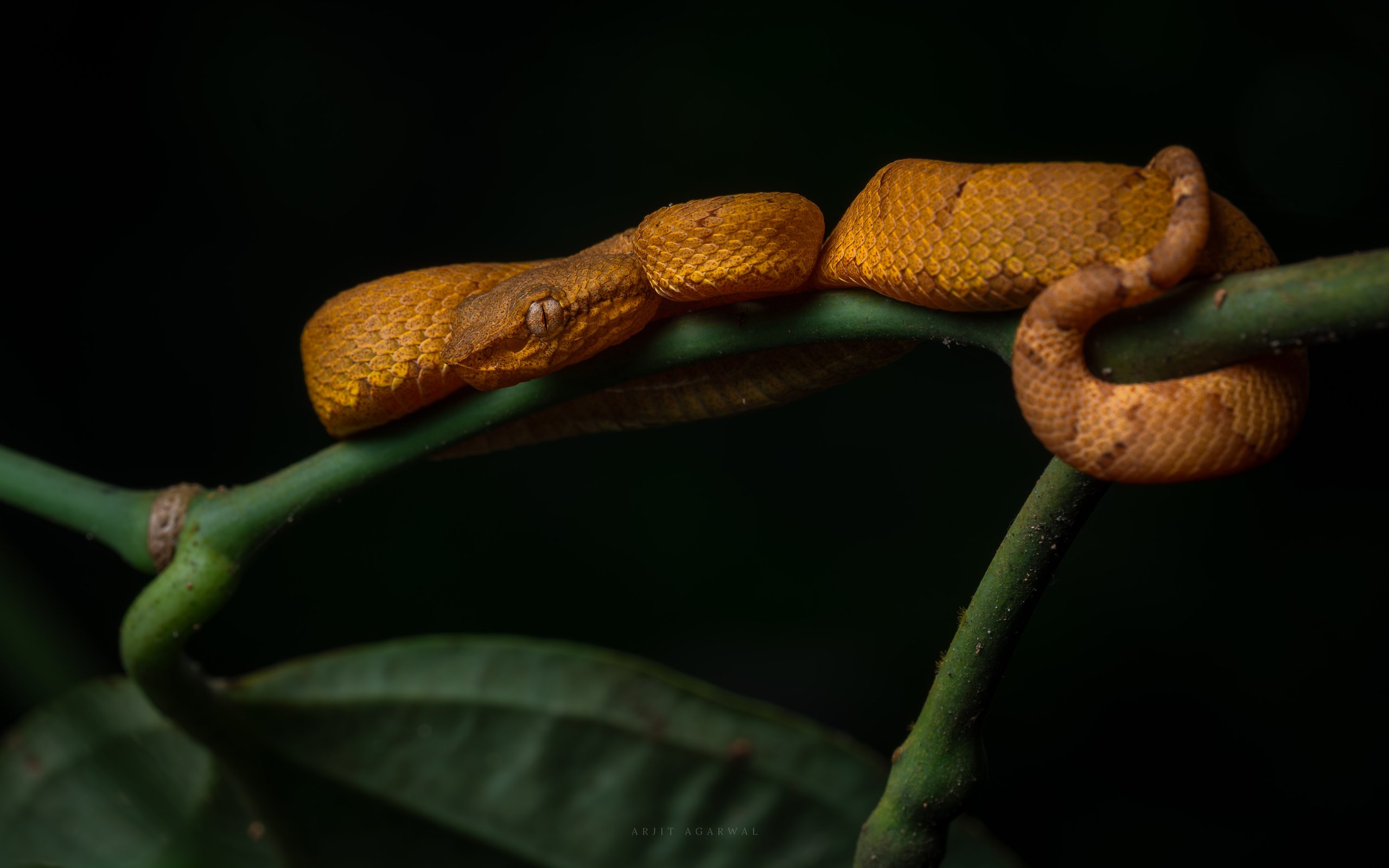 Malabar pit viper, orange-yellow morph, coiled on a slender branch, Western Ghats