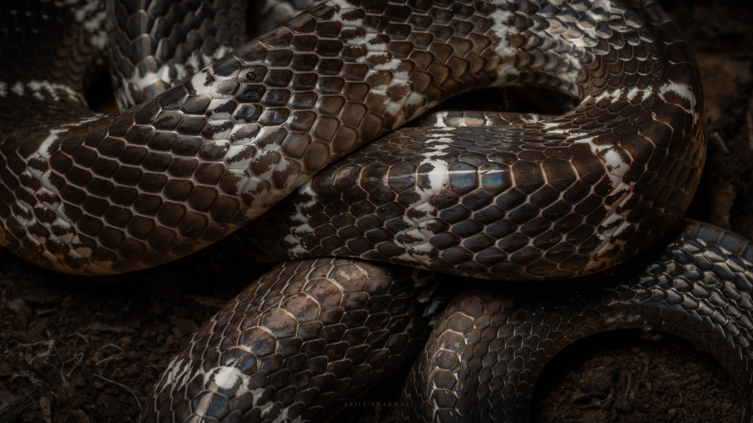 Common wolf snake coiled, brown and white banding, Western Ghats