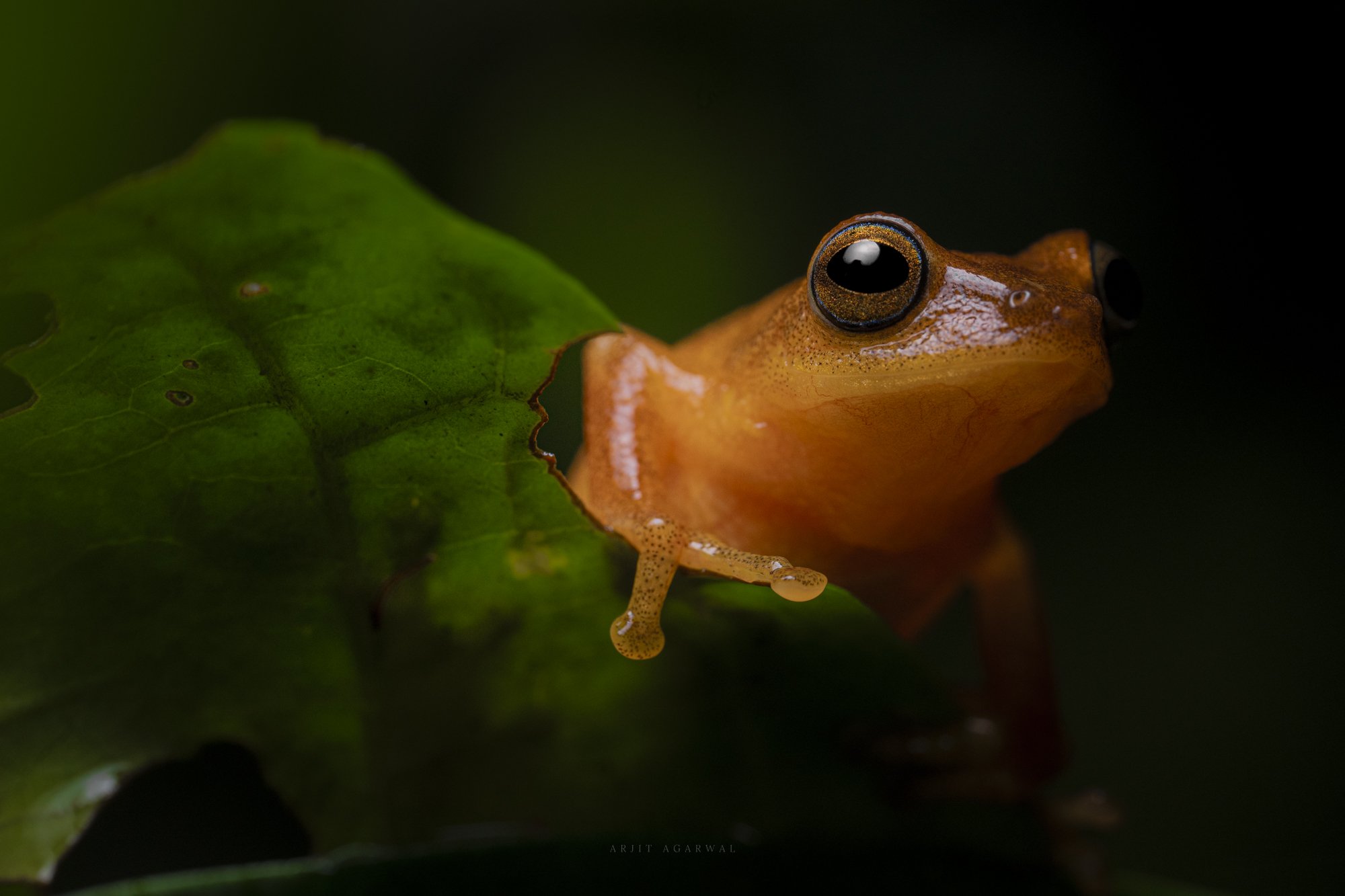 Orange bush frog peering over a leaf edge, Western Ghats