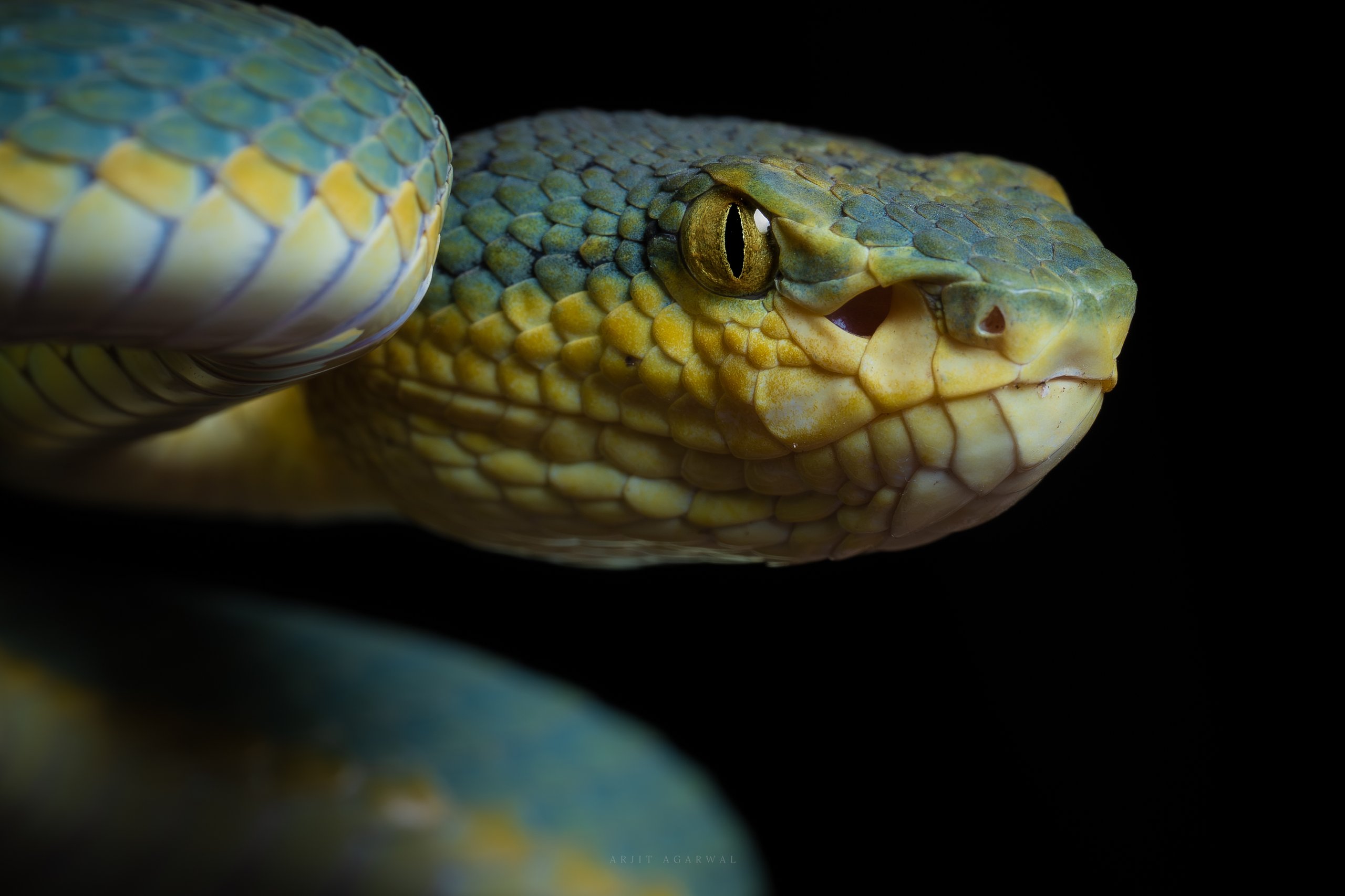 Malabar pit viper, blue-green morph, head close-up, Western Ghats