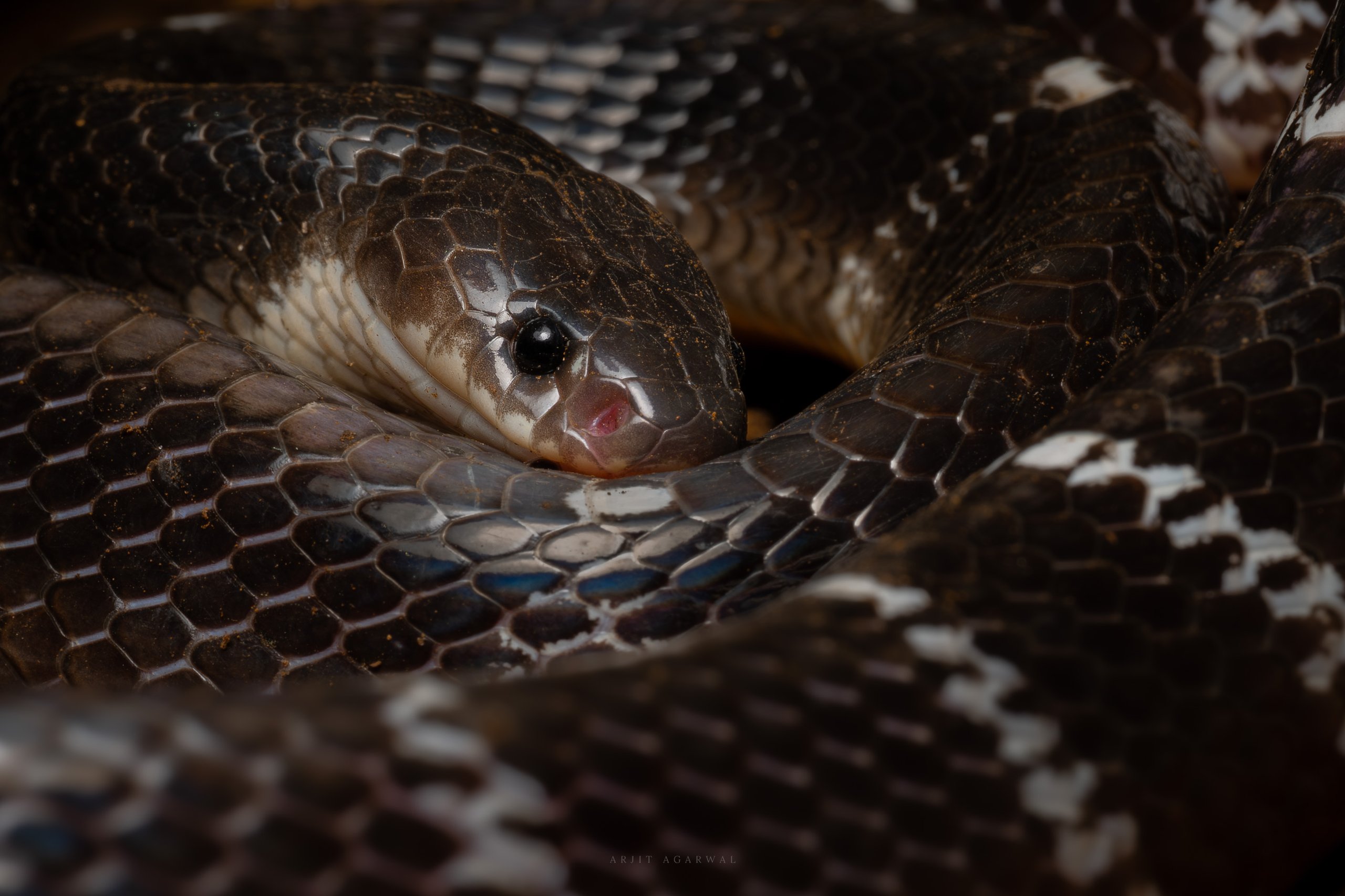 Krait coiled, dark blue-black and white banding, Western Ghats