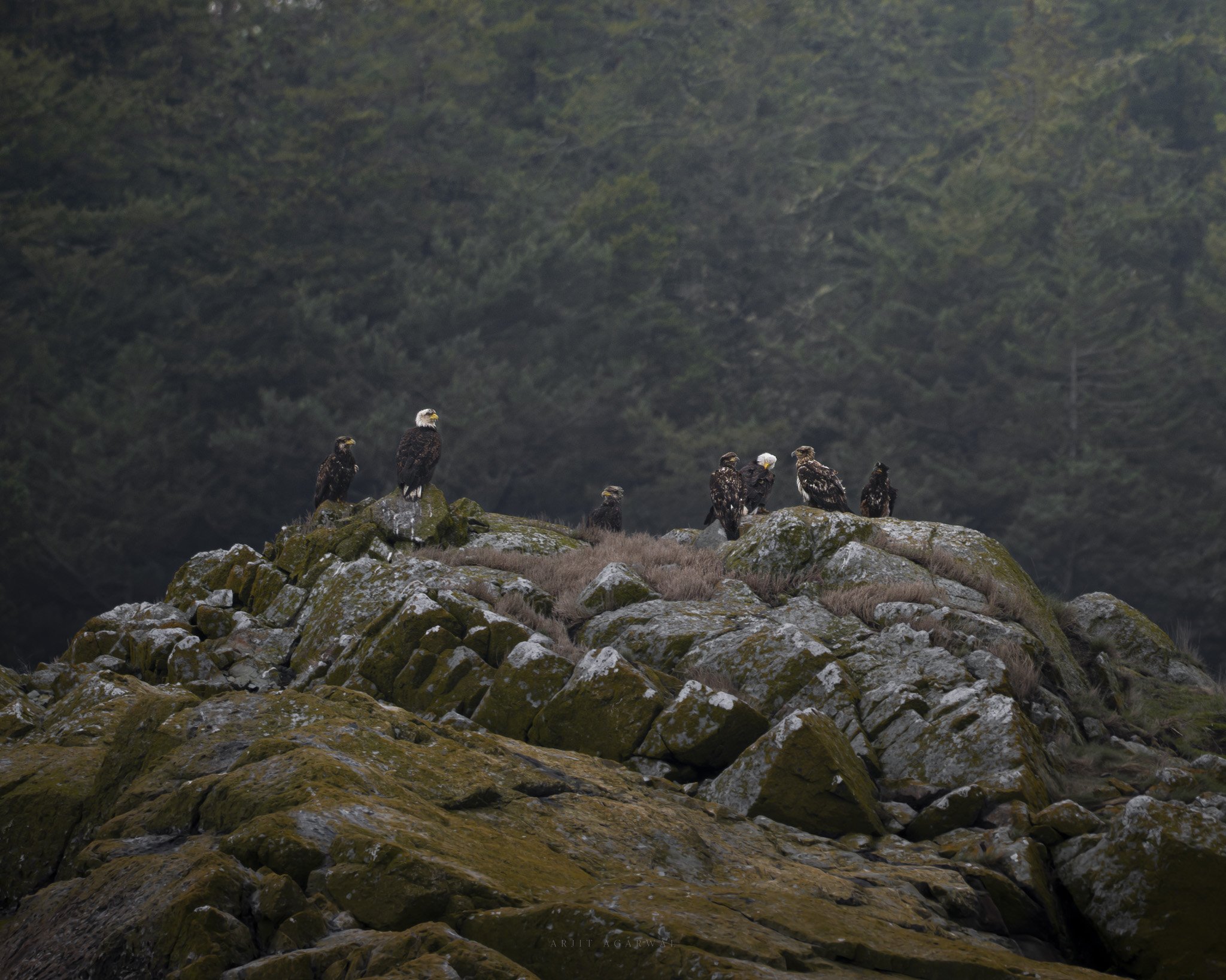 Congress of Eagles — Pacific Northwest