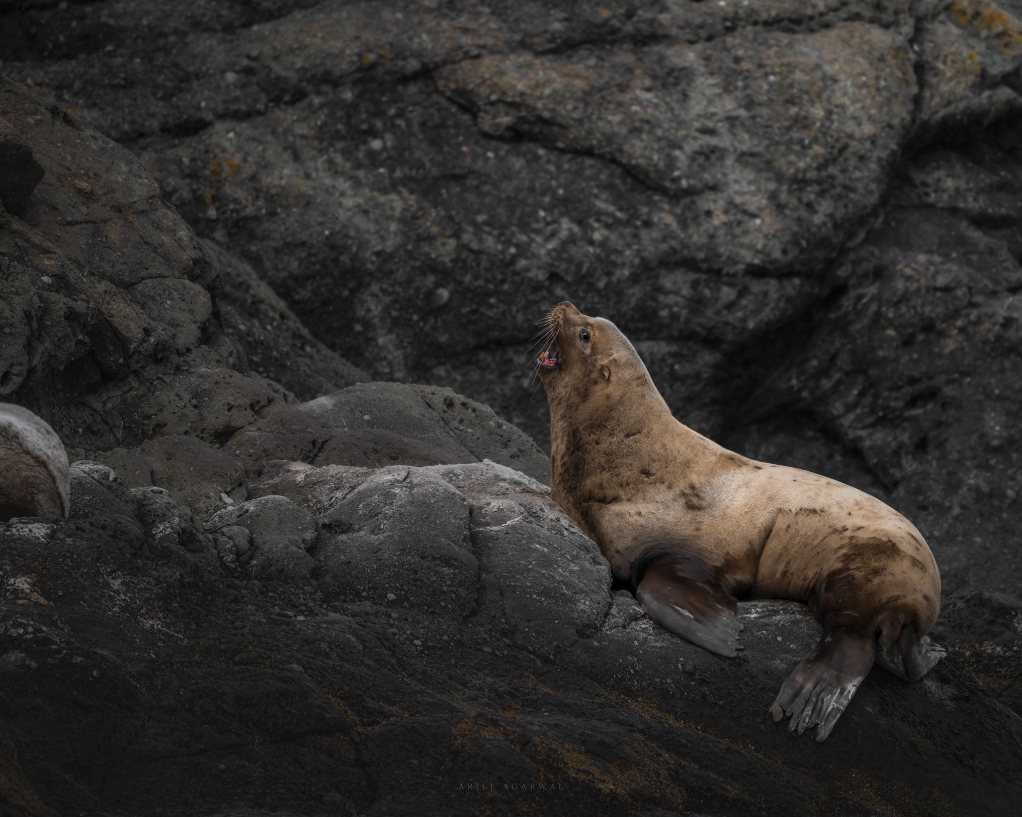 Rising Tide — Pacific Northwest