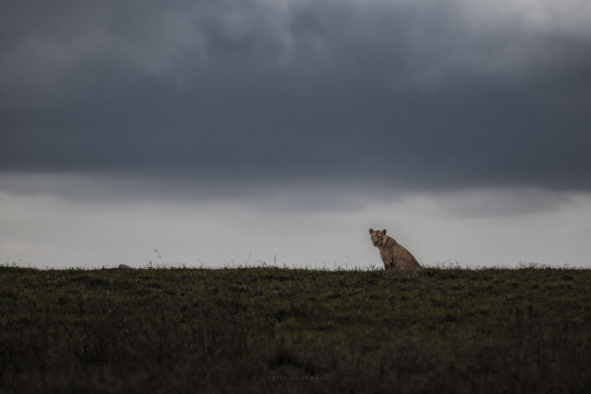 Storm Watch — Serengeti, Tanzania