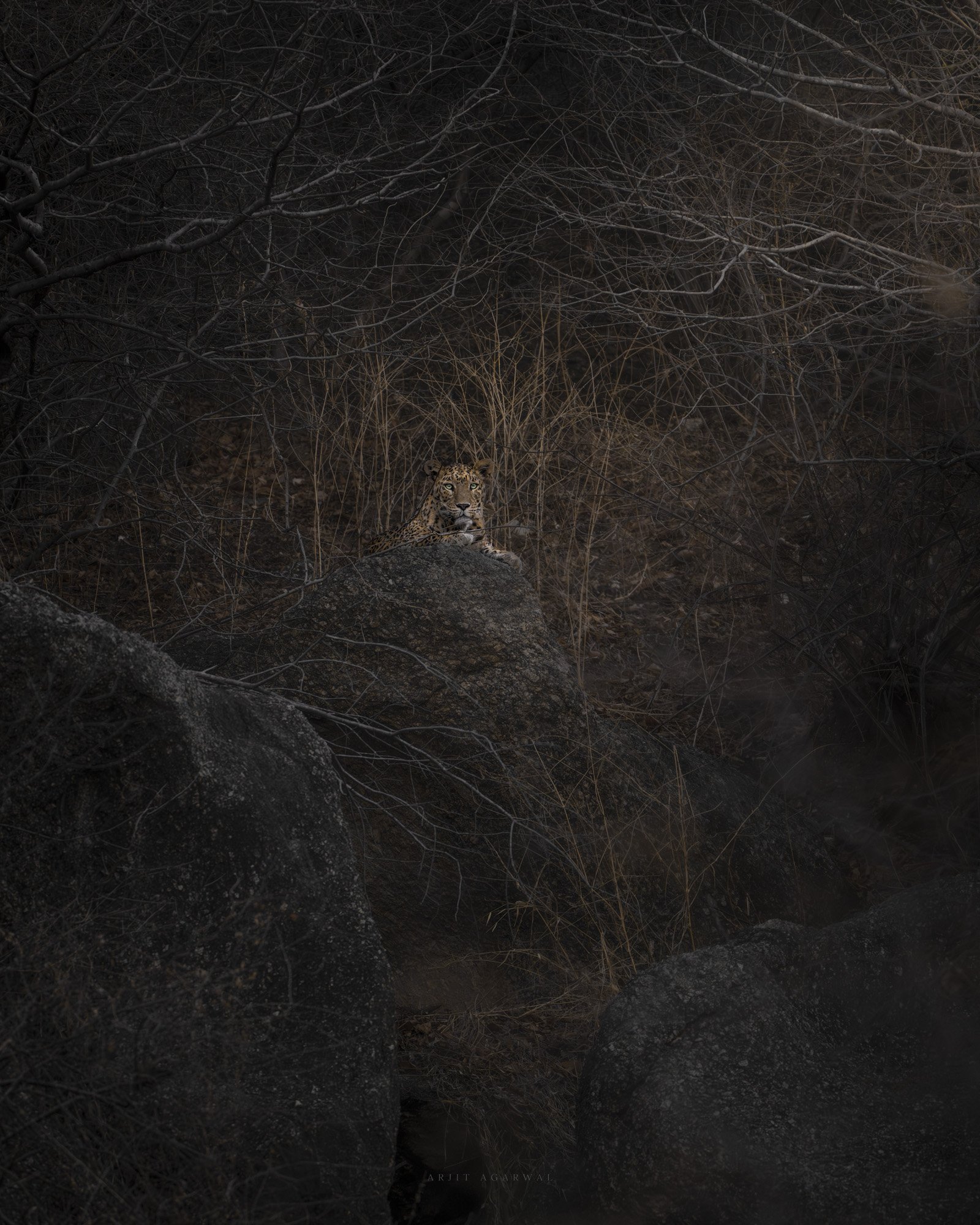 Leopard silhouette among boulders and bare trees, Jawai Hills, India