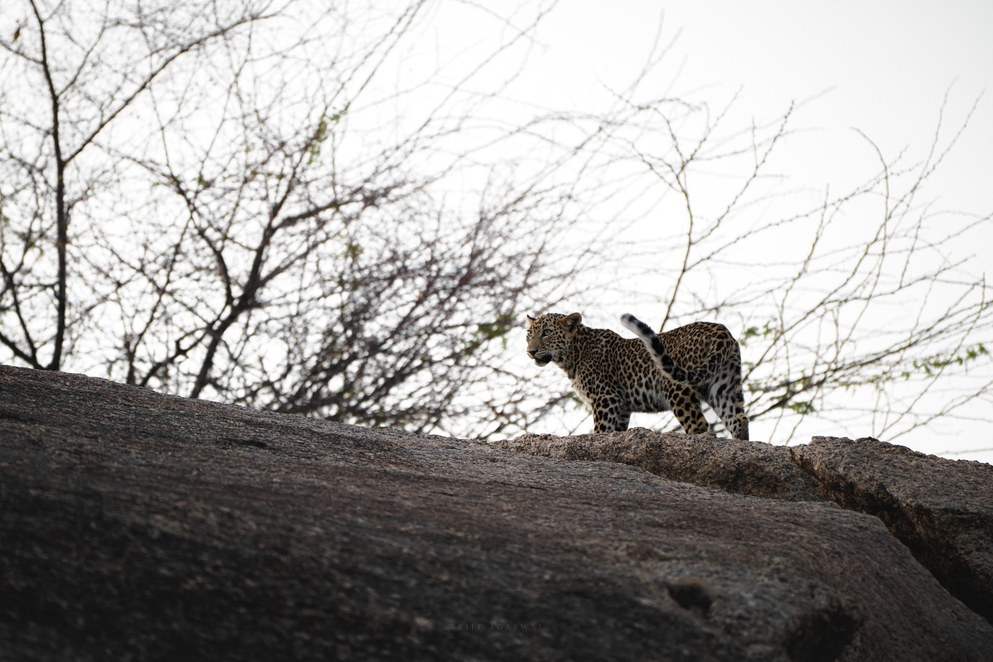 Leopard on rocky ridge against pale sky, Jawai Hills, India