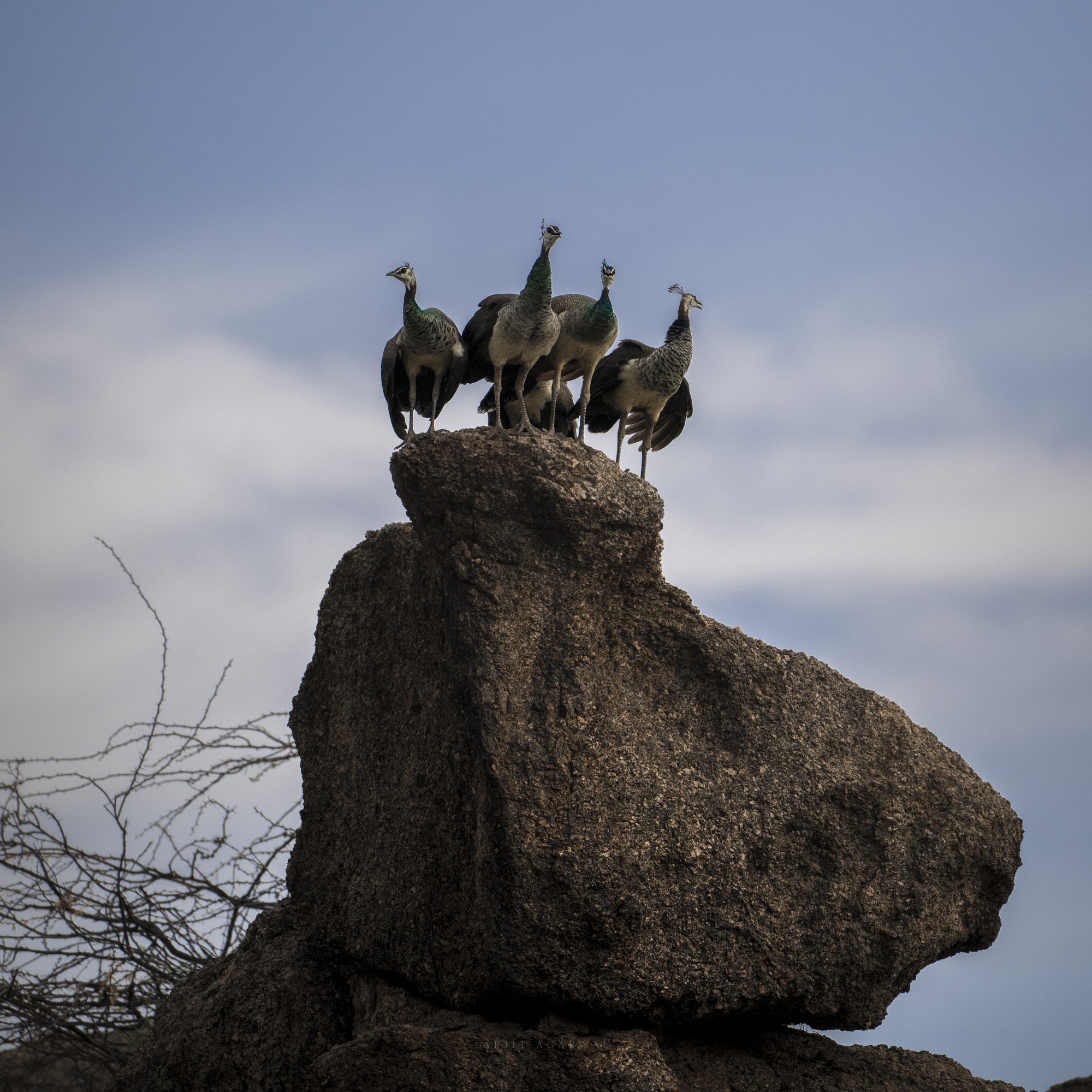 Peahens perched atop a granite boulder against blue sky, Jawai Hills, India
