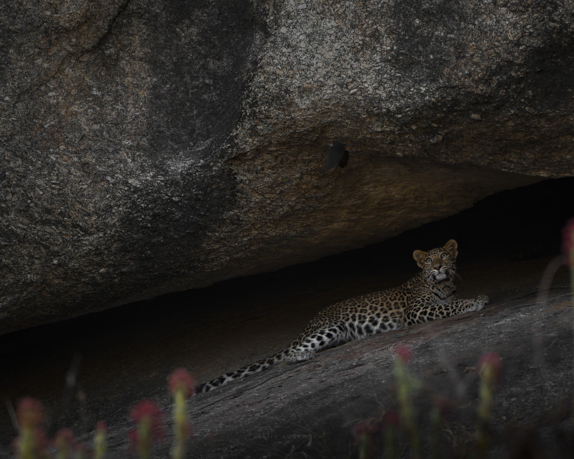 Leopard resting under granite overhang with wildflowers, Jawai Hills, India